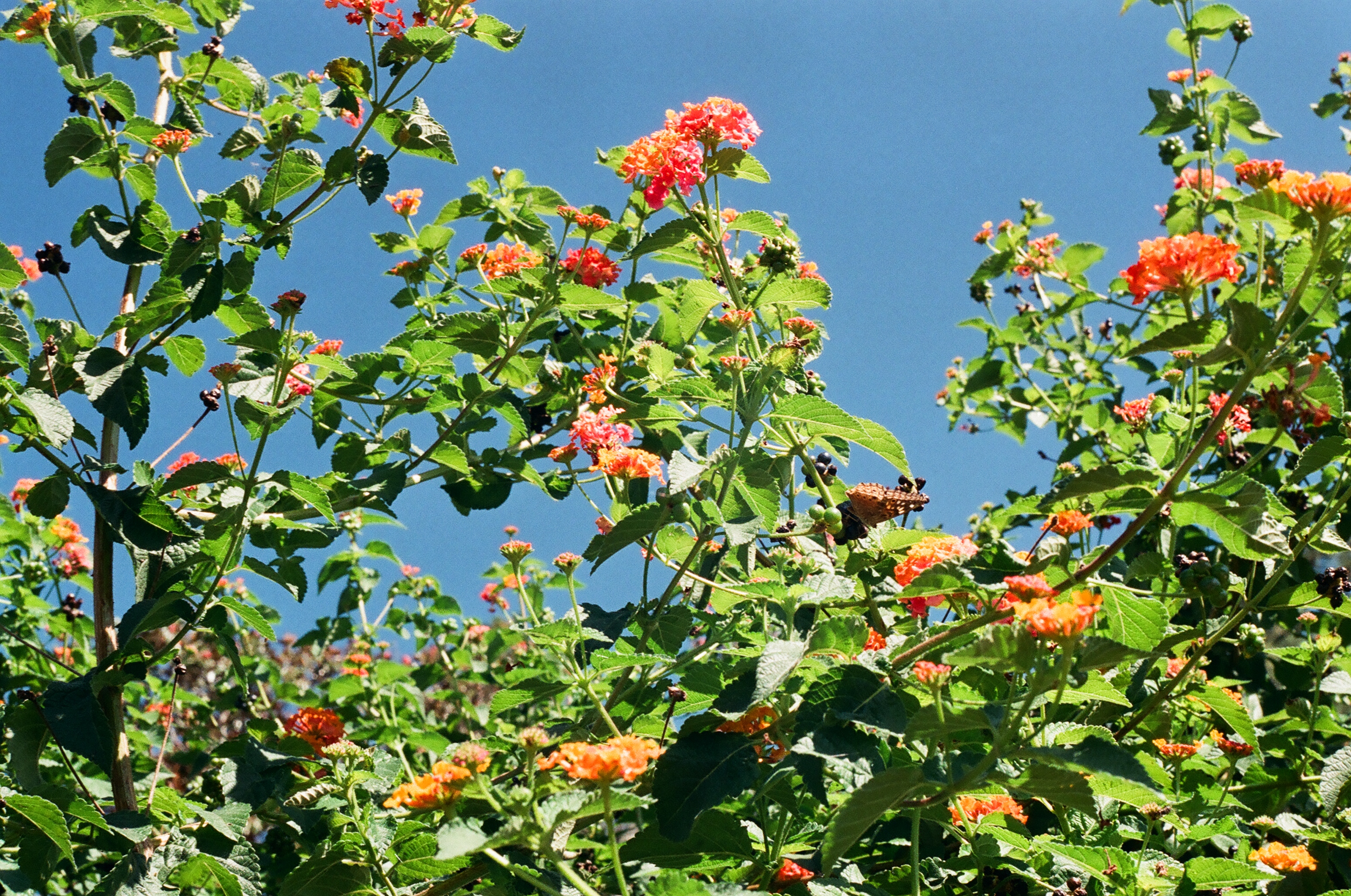 Flowers at Maymont