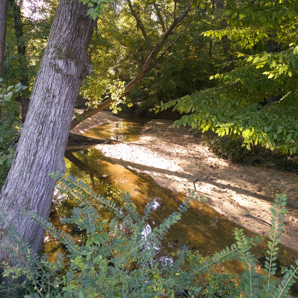 Sunlight falls across a sandy creek bank beneath green trees.