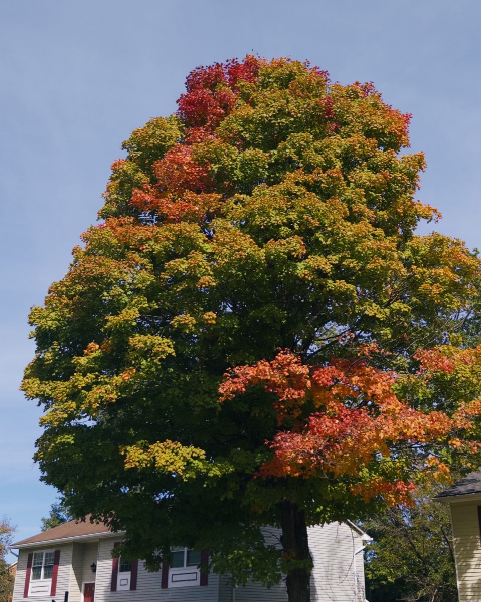 A tall tree turning red and gold against a clear blue sky.